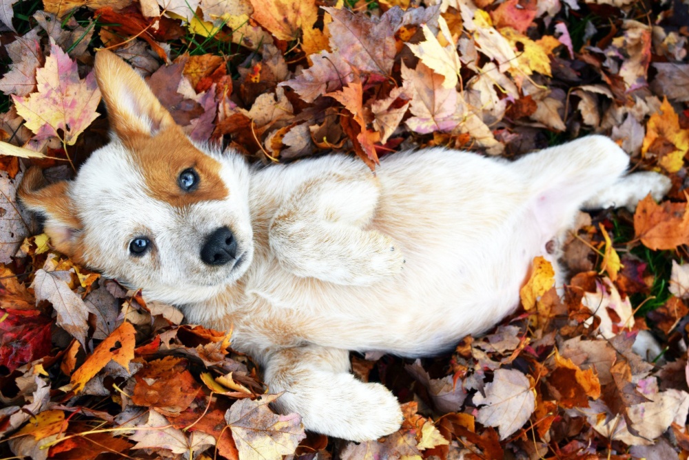 17028365-foster-puppy-came-to-play-in-the-leaves-dogs-cuteimagesnet-1473142241-1000-1b1c3e53b5-1473157128
