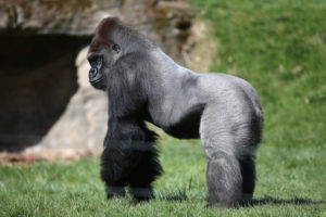 Silverback-Gorilla-Joins-London-Zoo-niTV0skBys1l