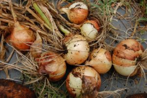 harvested-onions1