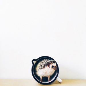 ordinary-hedgehogs-photography-hedgehographer-31