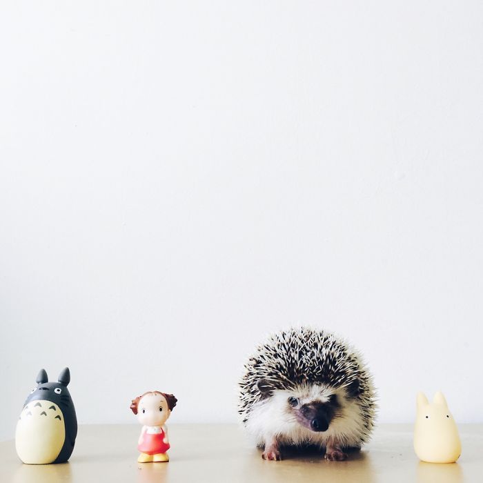 the-ordinary-lives-of-my-ordinary-hedgehogs-2__700
