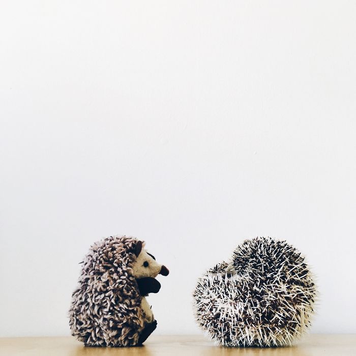 the-ordinary-lives-of-my-ordinary-hedgehogs-6__700