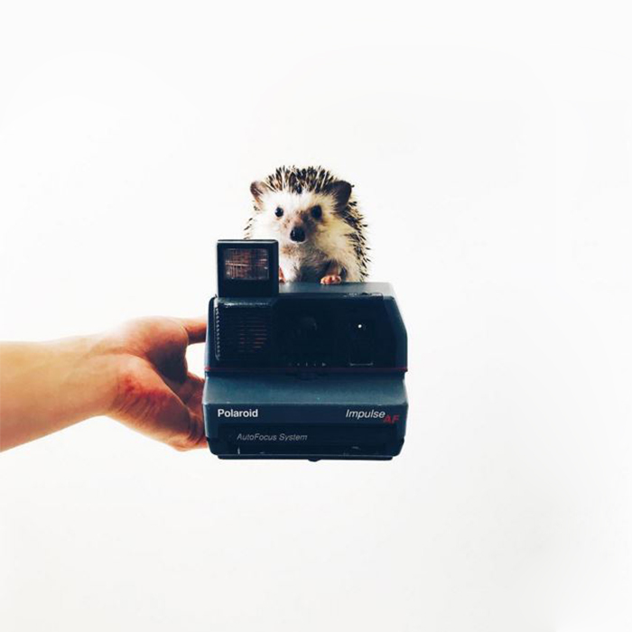 the-ordinary-lives-of-my-ordinary-hedgehogs-8__700