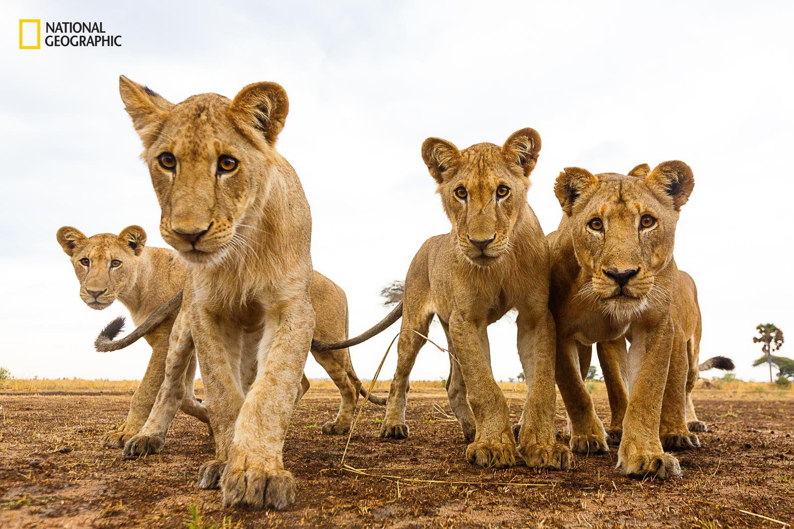 curious-lions