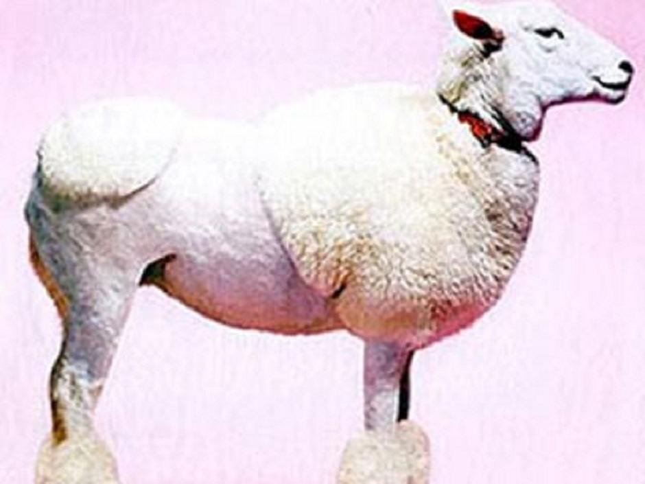 Fino Sheep